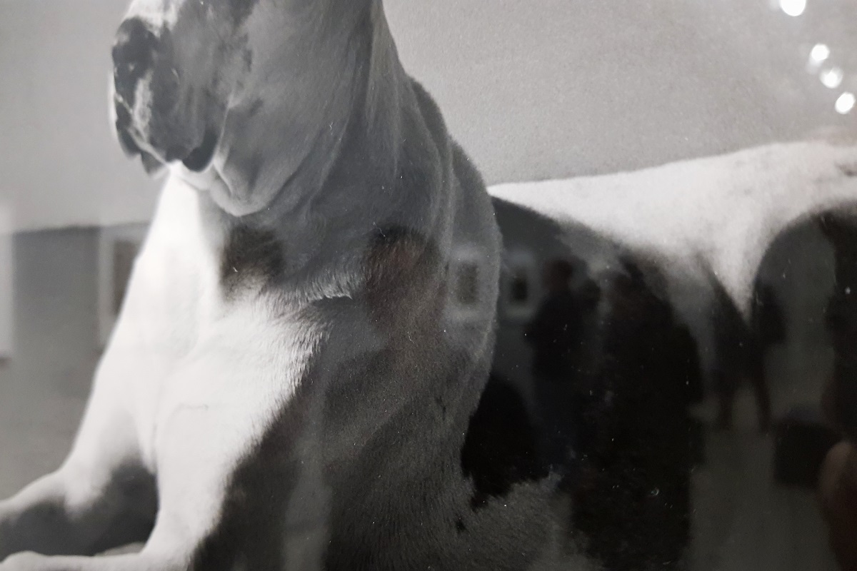 peter Hujar / Jeu de Paume.